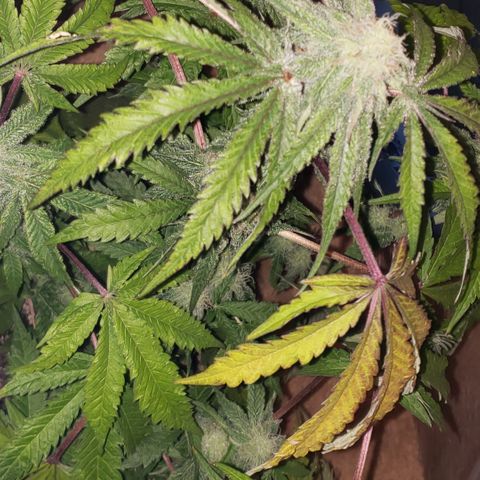 Green Crack growlog timeline photo