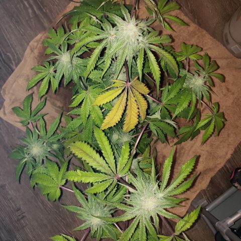 Green Crack growlog timeline photo