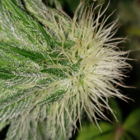 Mango Hashplant growlog timeline photo