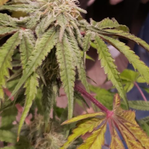 Green Crack growlog timeline photo