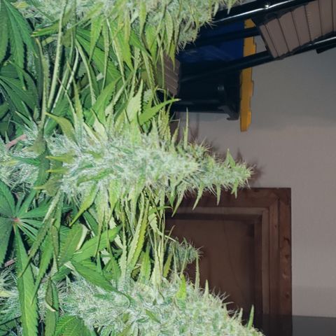 Mango Hashplant growlog timeline photo