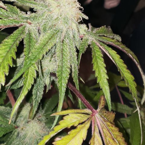 Green Crack growlog timeline photo
