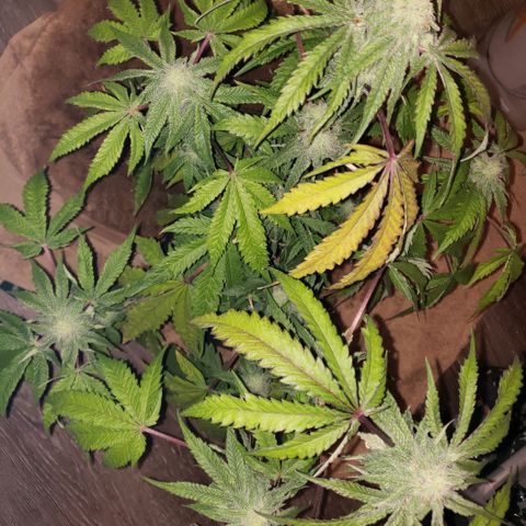 Green Crack growlog timeline photo