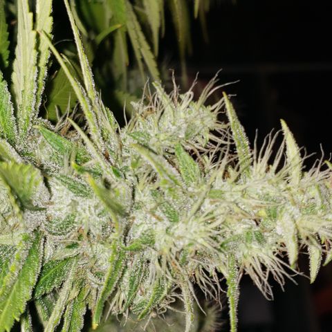 Mango Hashplant growlog timeline photo