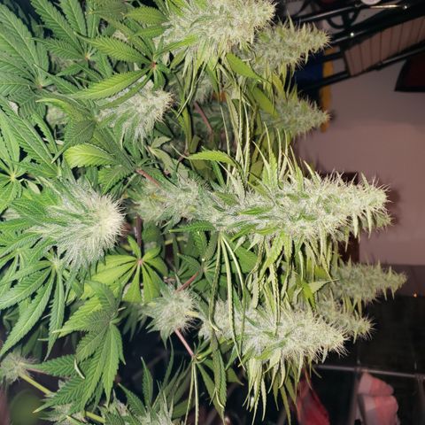 Mango Hashplant growlog timeline photo