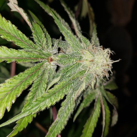 Green Crack growlog timeline photo