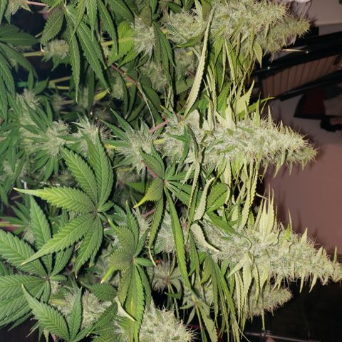 Mango Hashplant growlog timeline photo