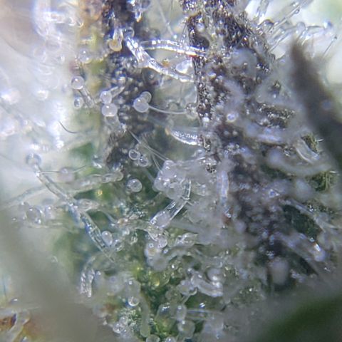 Green Crack growlog timeline photo