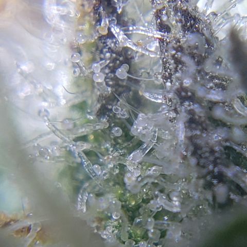 Green Crack growlog timeline photo