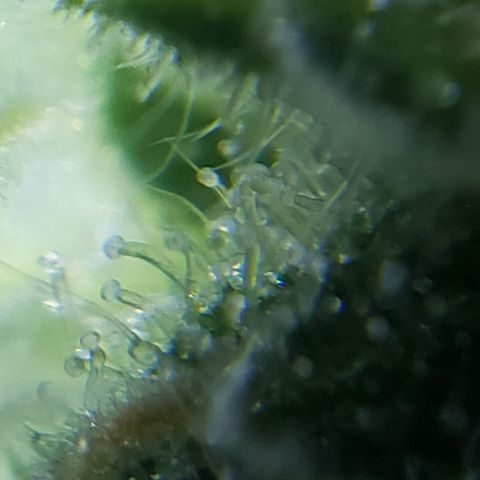 Green Crack growlog timeline photo
