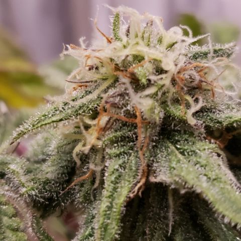 Green Crack growlog timeline photo