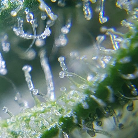 Green Crack growlog timeline photo