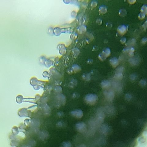 Mango Hashplant growlog timeline photo