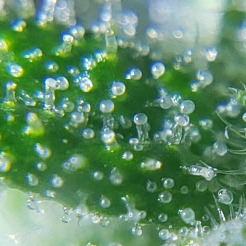 Mango Hashplant growlog timeline photo
