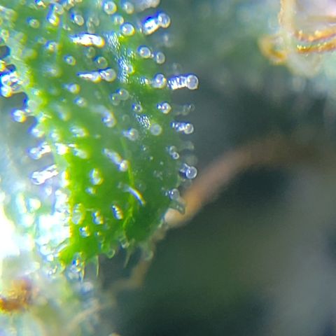 Mango Hashplant growlog timeline photo
