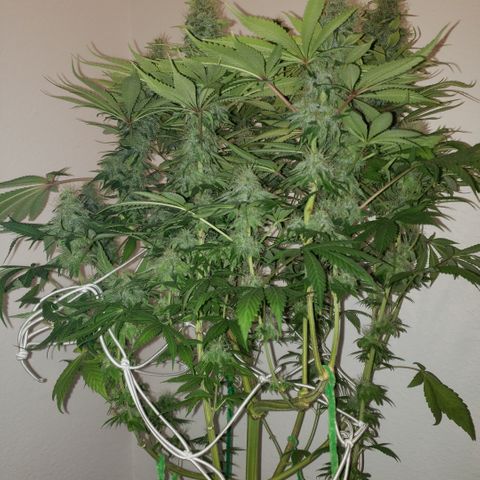Mango Hashplant growlog timeline photo