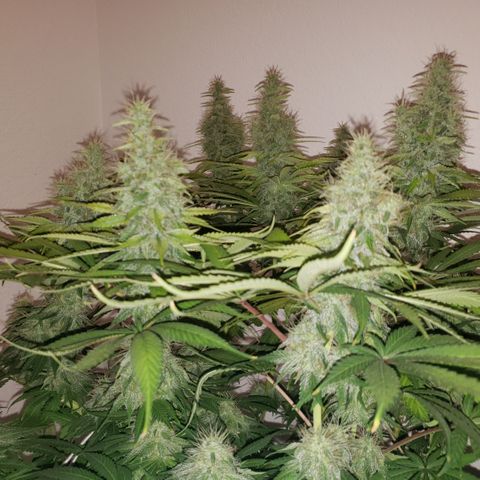Mango Hashplant growlog timeline photo
