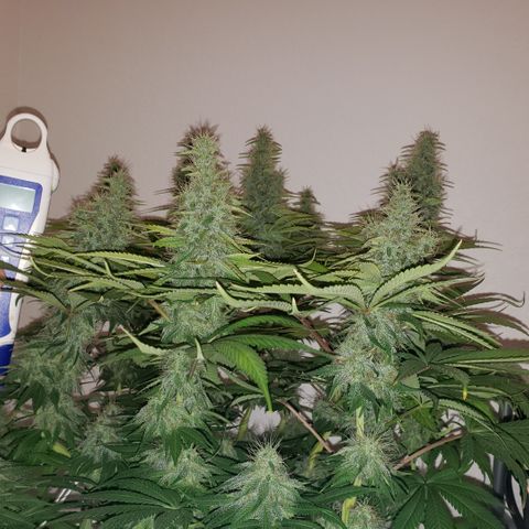 Mango Hashplant growlog timeline photo