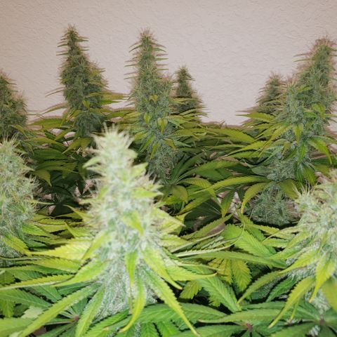 Mango Hashplant growlog timeline photo