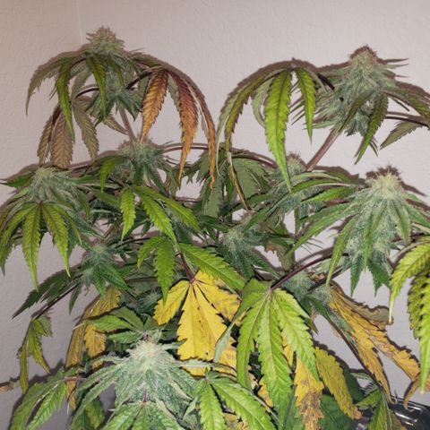 Green Crack growlog timeline photo