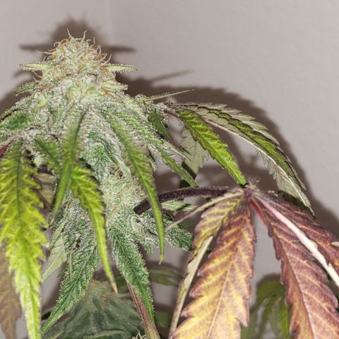 Green Crack growlog timeline photo