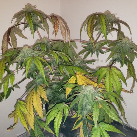Green Crack growlog timeline photo