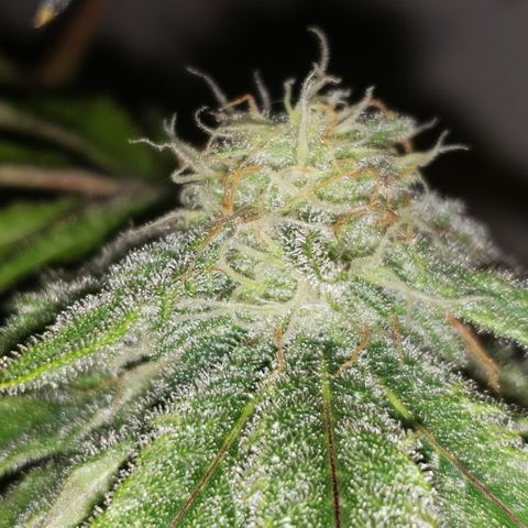 Green Crack growlog timeline photo