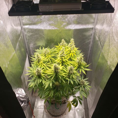 Mango Hashplant growlog timeline photo