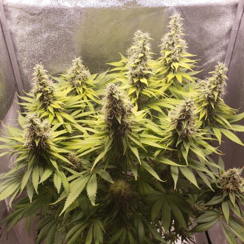 Mango Hashplant growlog timeline photo