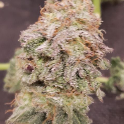 Green Crack growlog timeline photo