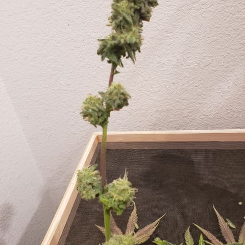 Green Crack growlog timeline photo