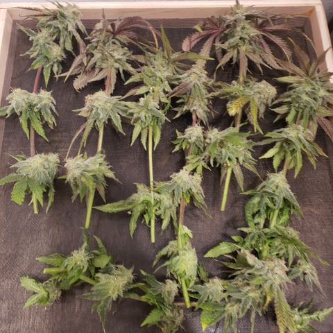 Green Crack growlog timeline photo