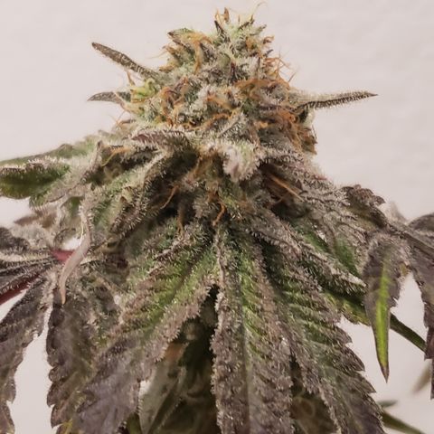 Green Crack growlog timeline photo