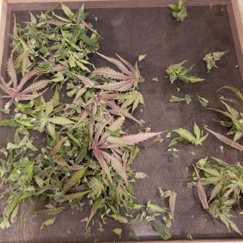 Green Crack growlog timeline photo