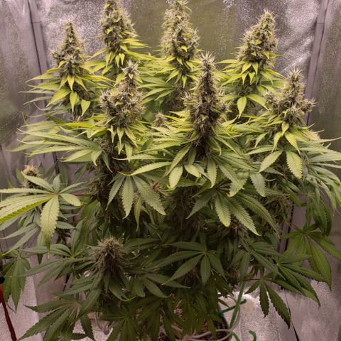 Mango Hashplant growlog timeline photo