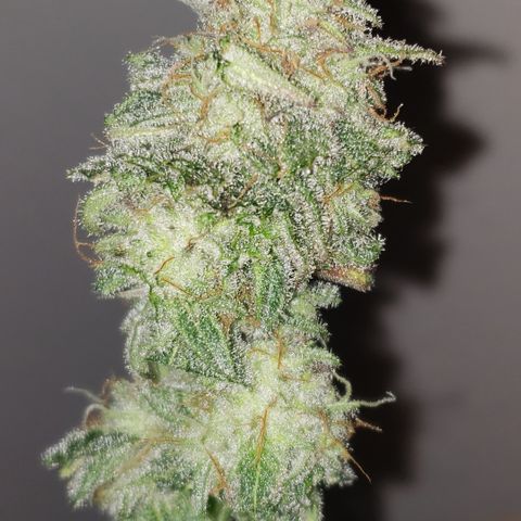 Green Crack growlog timeline photo