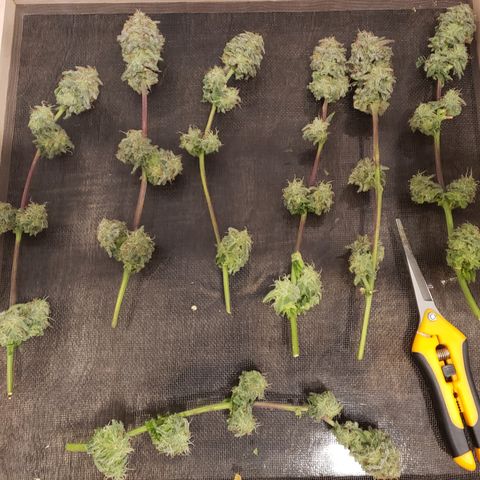 Green Crack growlog timeline photo