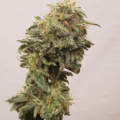 Green Crack growlog timeline photo
