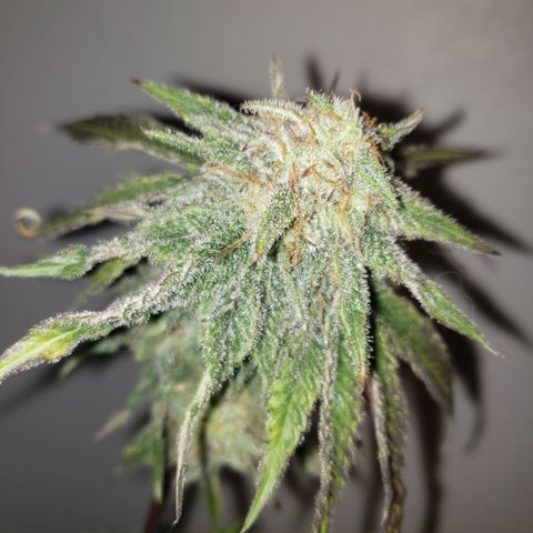 Green Crack growlog timeline photo