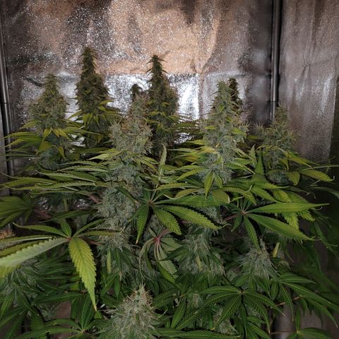 Mango Hashplant growlog timeline photo