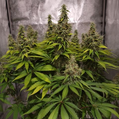 Mango Hashplant growlog timeline photo