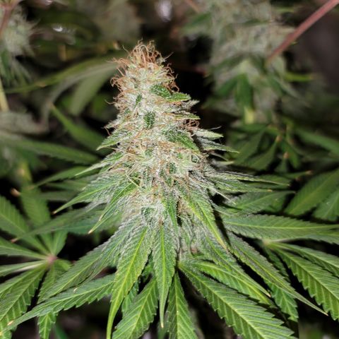 Mango Hashplant growlog timeline photo
