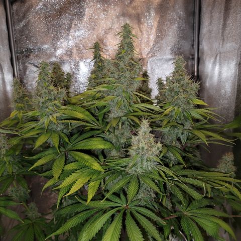 Mango Hashplant growlog timeline photo