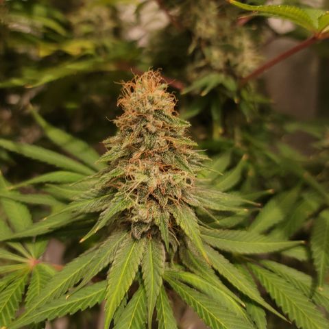 Mango Hashplant growlog timeline photo
