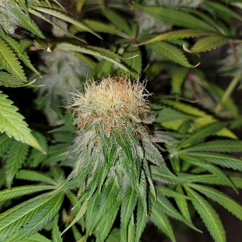 Mango Hashplant growlog timeline photo
