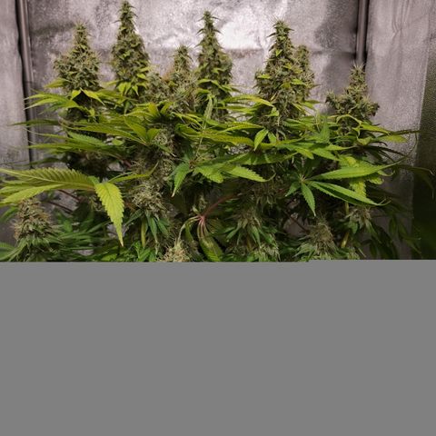 Mango Hashplant growlog timeline photo