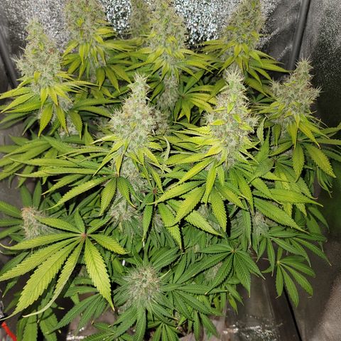 Mango Hashplant growlog timeline photo