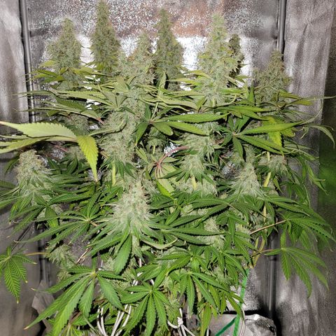 Mango Hashplant growlog timeline photo