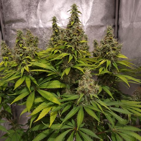 Mango Hashplant growlog timeline photo