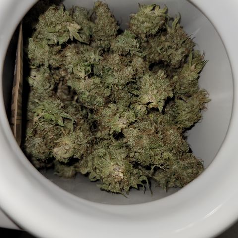 Mango Hashplant growlog timeline photo